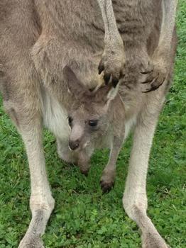 Stawell Holiday Cottages Esterno foto