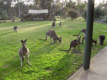 Stawell Holiday Cottages Esterno foto